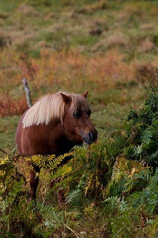 55 Veluwezoom, ijslandse pony.jpg